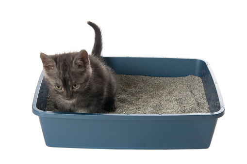 Cute gray kitten using the litterbox