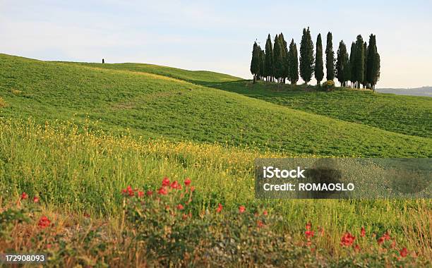 Cypresses In Val Dorcia Toscana Italia - Fotografie stock e altre immagini di Albero - Albero, Bellezza naturale, Campo