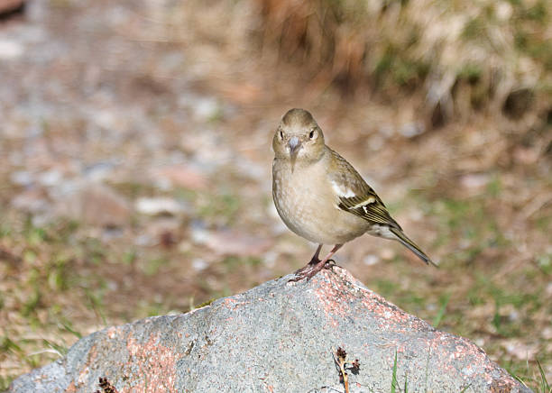 istock Female Chaffinch On A Rock 172908290