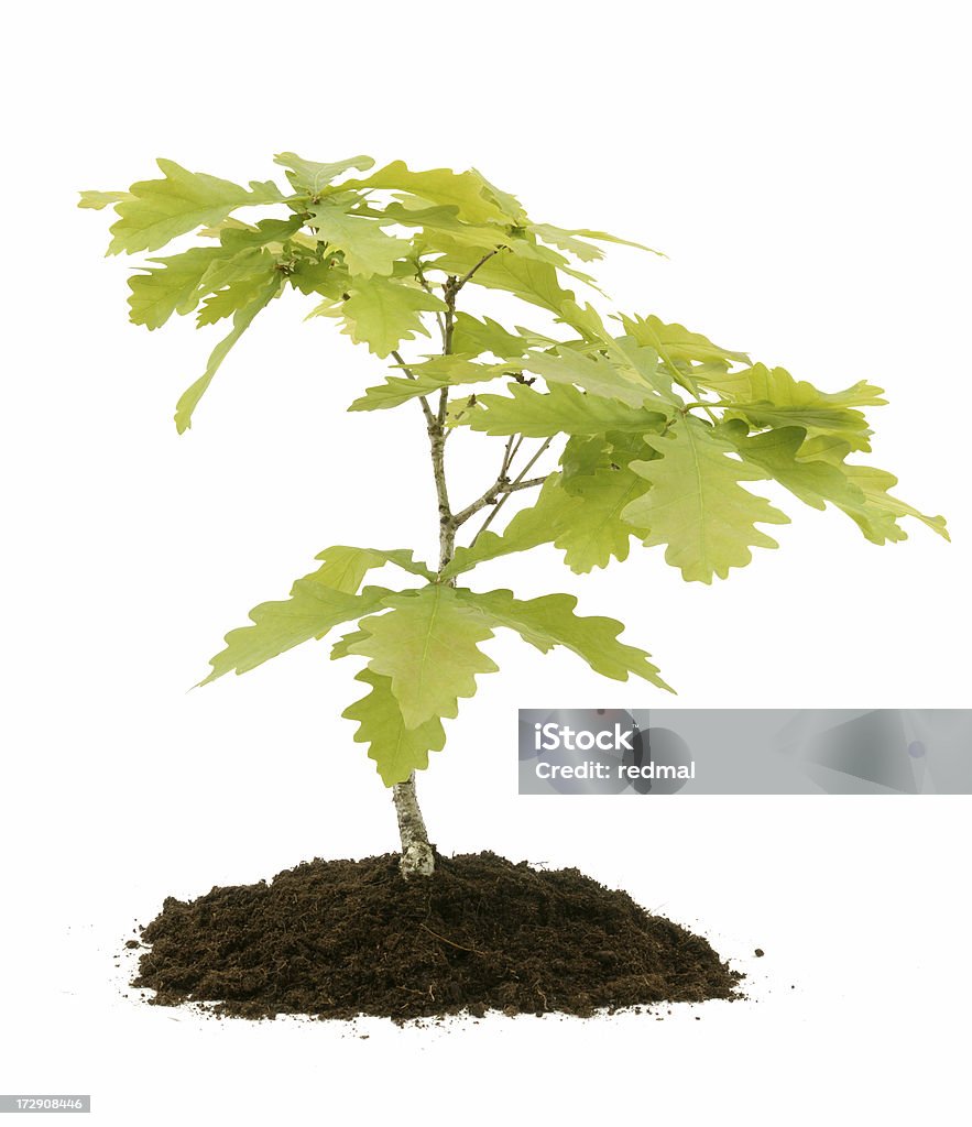 Jeune oak - Photo de Jeune plant libre de droits