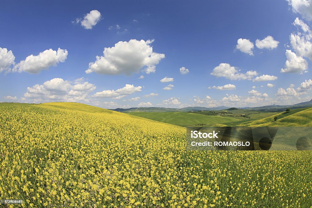 Giallo meadow in Val d'Orcia, Toscana, Italia - Foto stock royalty-free di Bellezza naturale