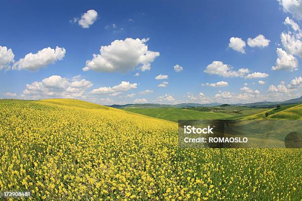 Giallo Meadow In Val Dorcia Toscana Italia - Fotografie stock e altre immagini di Bellezza naturale - Bellezza naturale, Campo, Canola