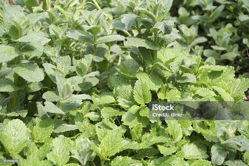 Jardin d'herbes aromatiques - Photo de Couleur verte libre de droits