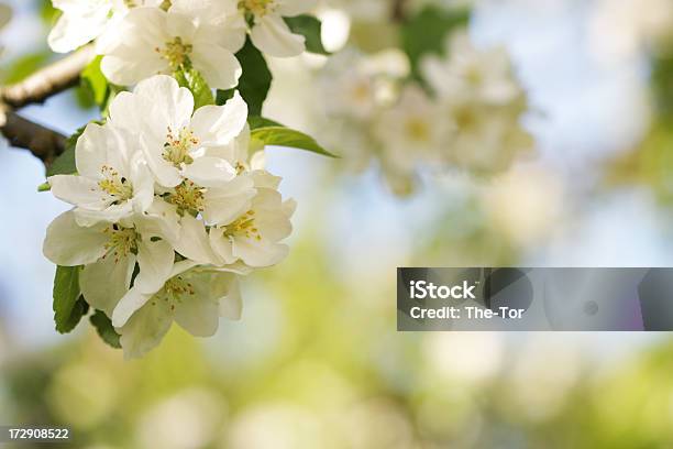 사과나무 꽃송이 0명에 대한 스톡 사진 및 기타 이미지 - 0명, 계절, 고요한 장면