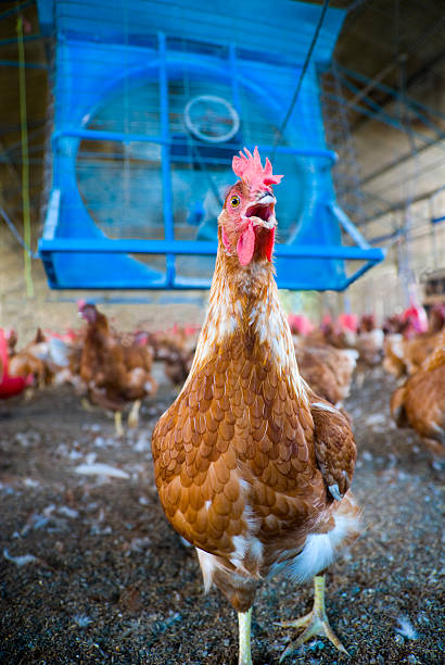 Chicken in Poultry Farm stock photo