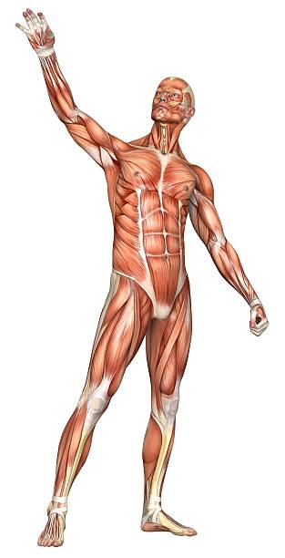 тело человека в человек с мышц - shirtless human leg male isolated стоковые фото и изображения