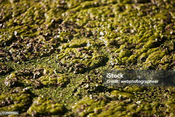 Estanque Algodoncillo Foto de stock y más banco de imágenes de Abrevadero - Abrevadero, Abstracto, Agua