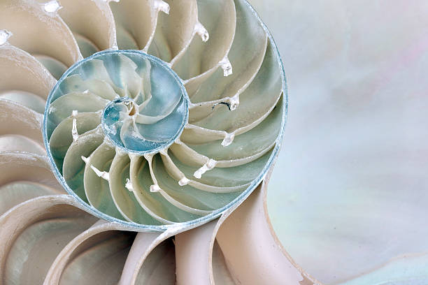 Nautilus shell on grunge wooden background