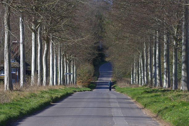 도싯 애브뉴 - tree road avenue dorset 뉴스 사진 이미지