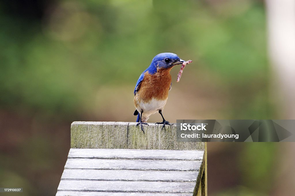 Masculino com verme dos azul - Foto de stock de Alimentar royalty-free