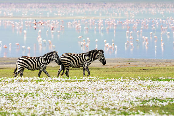 zebras, flores y flamencos - área de conservación de ngorongoro fotografías e imágenes de stock