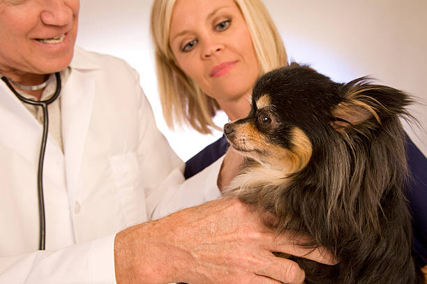 istock Chihuahua at the vets 172910270