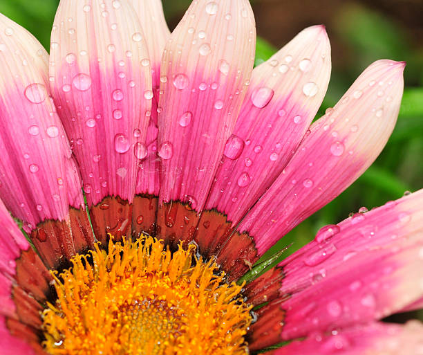 istock Pink Gazania AFter Rain 172910377
