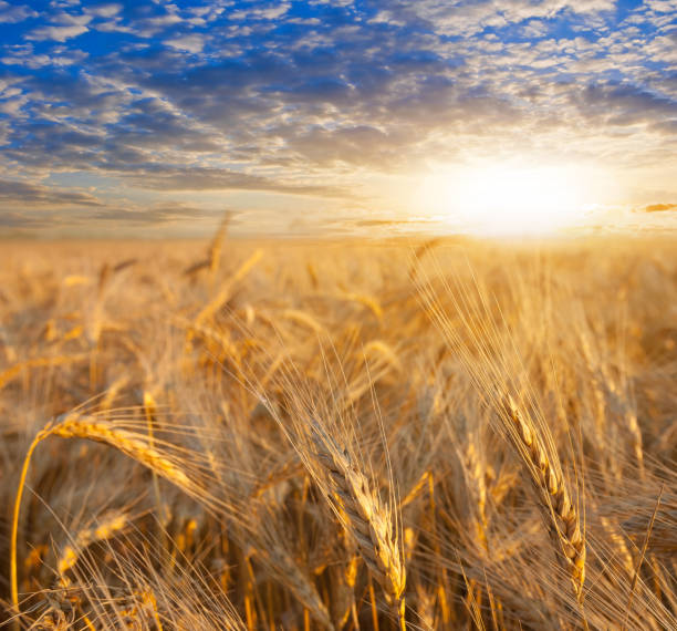 istock wheat field at the evening 1729104142