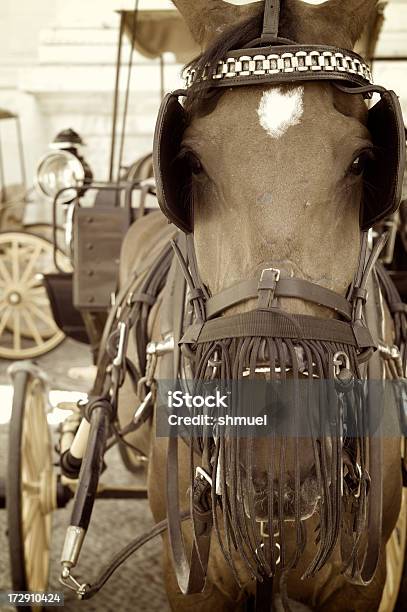 Cavalli Disegna Carrozza Di Siviglia Spagna - Fotografie stock e altre immagini di Andalusia - Andalusia, Animale, Antico - Vecchio stile