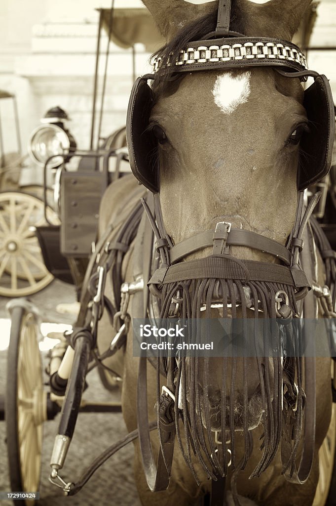 Cavalos desenha carruagem em Sevilha, Espanha - Royalty-free Andaluzia Foto de stock