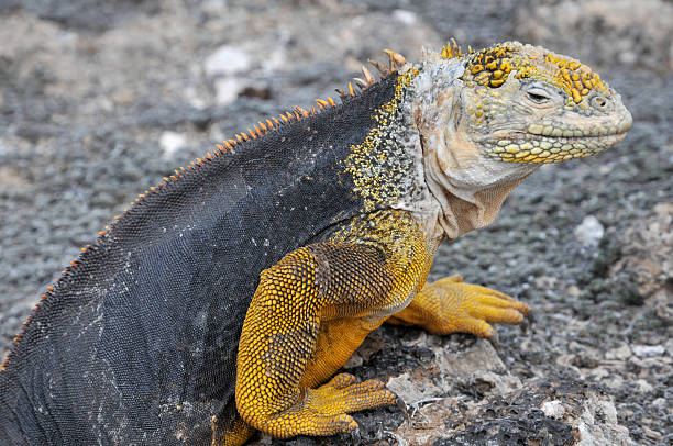 Iguana di terra delle Galapagos - foto stock