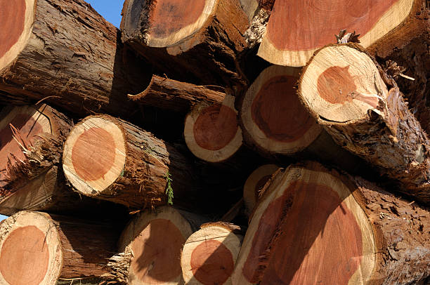 redwood dzienniki na rejestrowanie samochód - timber lumber industry redwood stack zdjęcia i obrazy z banku zdjęć