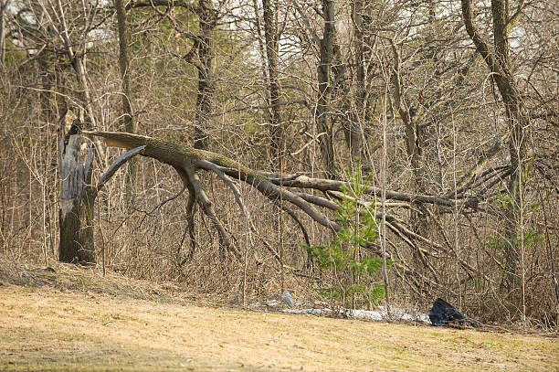 Fallen Tree Grows Again 240+ New Growth On A Fallen Tree Stock Photos, Pictures & Royalty-Free ...