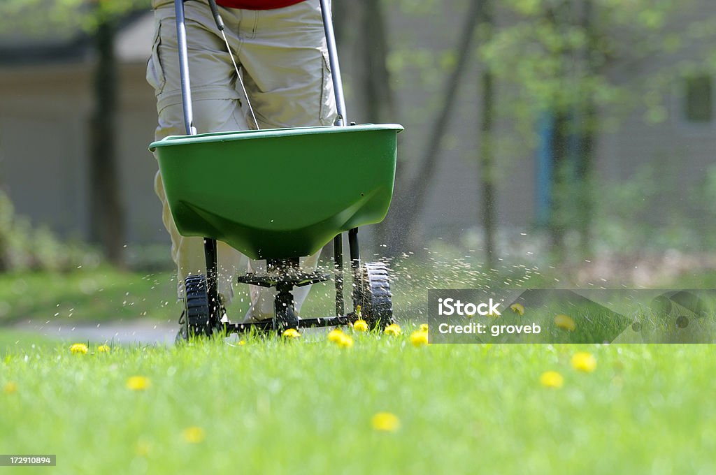 Applying weed and feed to the lawn. Fertilizing the lawn. Fertilizer Stock Photo