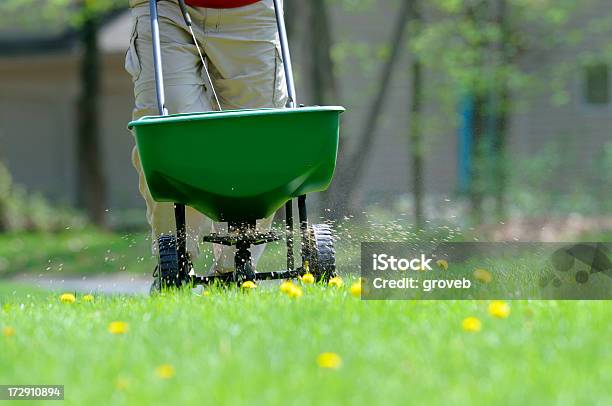 Applying Weed And Feed To The Lawn Stock Photo - Download Image Now - Fertilizer, Lawn, Yard - Grounds