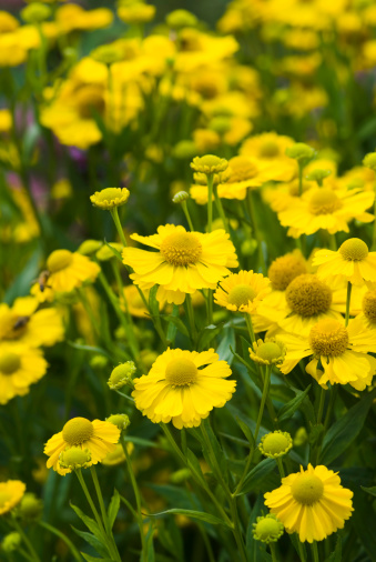 Common sneezeweed, Helenium autumnale. 