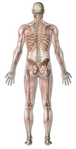 Anatomy of a transparent man standing in dorsal position Human body of a man anatomical correctly, with transparent muscles and skeleton for study, on rear view, great to be used in medicine works and health. Isolated on a white background.  human leg photos stock pictures, royalty-free photos & images