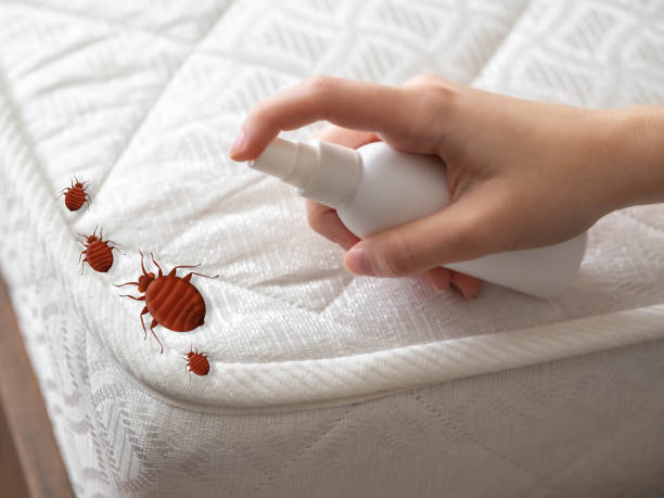 diffusione di cimici sul letto. cimex lectularius è una specie di insetto domestico succhiatore di sangue. - home interior sparse bedroom inside of foto e immagini stock