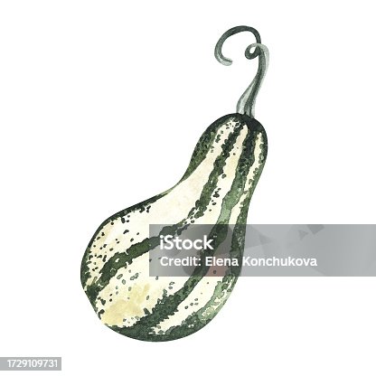 istock watercolor illustrations of vegetarian food green and striped pumpkin. vegetables on a white background, hand-painted. For stickers, design, interior. 1729109731