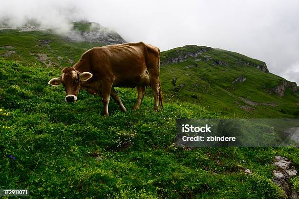 Alpejskich Krowa Życia - zdjęcia stockowe i więcej obrazów 2000-2009 - 2000-2009, Alpy, Berneński Oberland