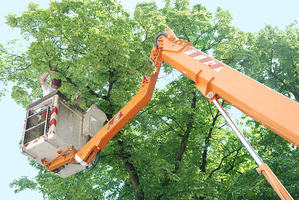 나무 잘라내는 중 - arboriculturist 뉴스 사진 이미지