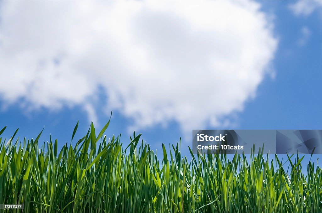 blue and green blue sky, green grass Backgrounds Stock Photo