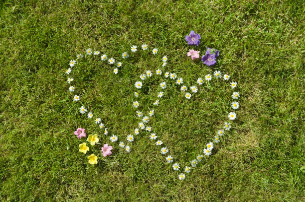istock Two daisy hearts with wild flowers in grass #2 172911319