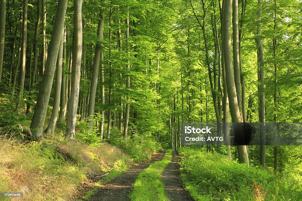 Caminho através da floresta ensolarada Beech - Foto de stock de Bosque - Floresta royalty-free