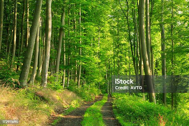 Foto de Caminho Através Da Floresta Ensolarada Beech e mais fotos de stock de Bosque - Floresta - Bosque - Floresta, Cena Rural, Cena de tranquilidade