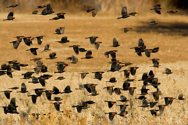 istock Red Winged Blackbird Flock and Autumn Field 172911713