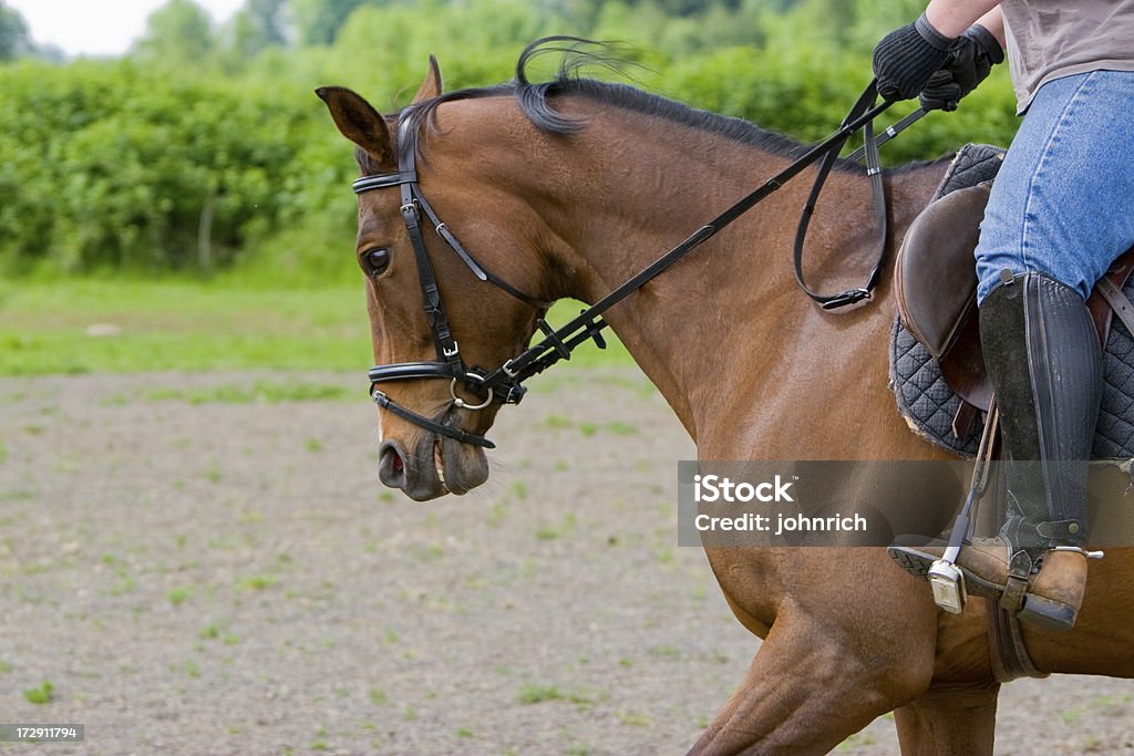 Dressage Training This horse is being trained in dressage. Animal Stock Photo