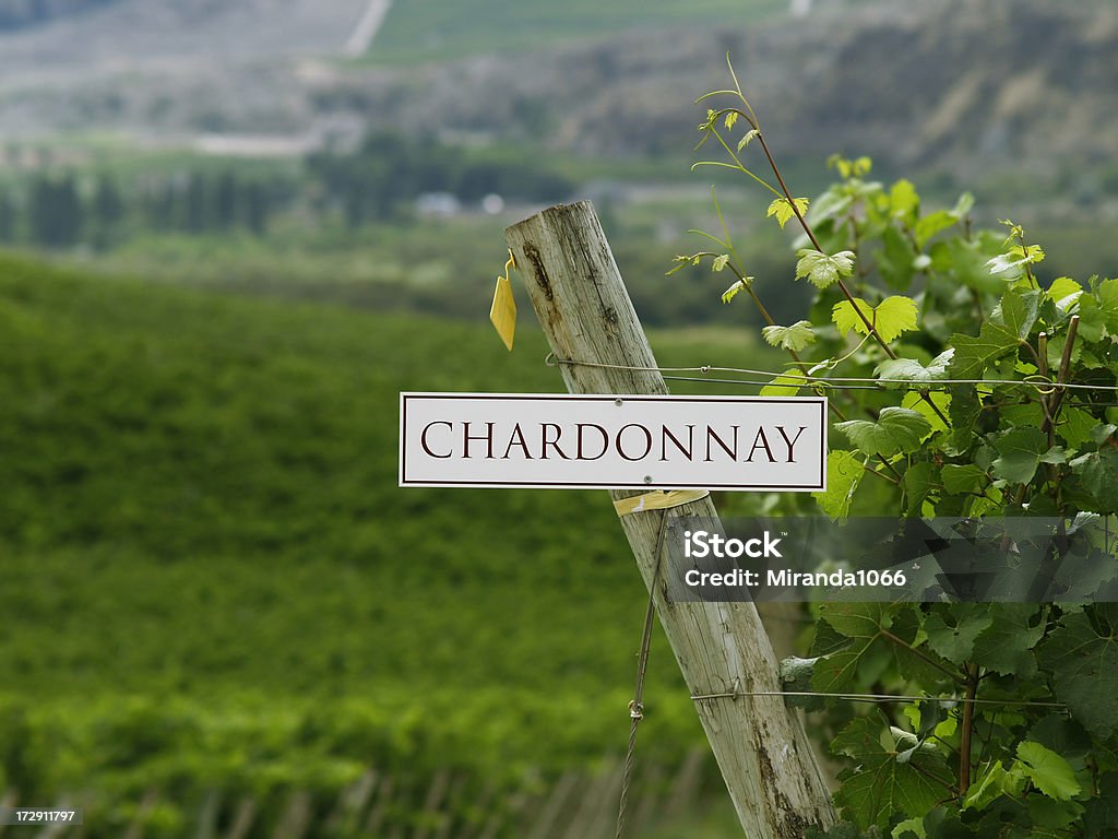 Chardonnay videiras - Foto de stock de Colúmbia Britânica royalty-free