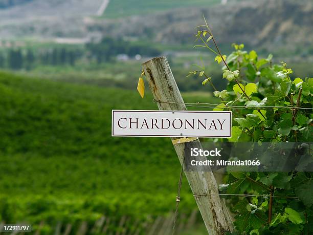 Foto de Chardonnay Videiras e mais fotos de stock de Colúmbia Britânica - Colúmbia Britânica, Kelowna, Agricultura