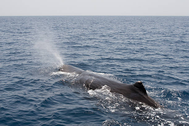 Spraying sperm whale Sperm whale in the gulf of Oman close to Muscat. sperm whale stock pictures, royalty-free photos & images
