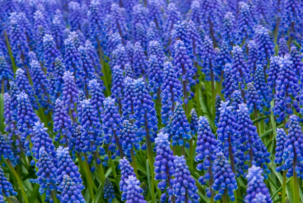 istock Flower Garden in close-up: Blue Grape Hyacinth 172912175