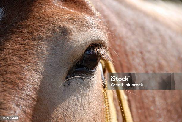 Mula S Eye - Fotografias de stock e mais imagens de Animal - Animal, Fotografia - Imagem, Gado - Animal Doméstico