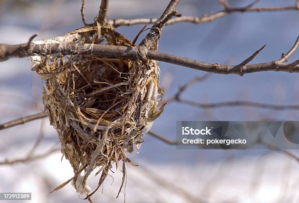 Пустой Nest In Winter — стоковые фотографии и другие картинки Без людей - Без людей, Ветвь - часть растения, Гнездо животного