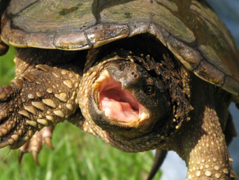 A close up of a snapping turtle ready to snap.