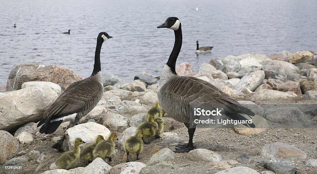 Canadian Goose Family mother and father geese watch over goslings Canada Goose Stock Photo