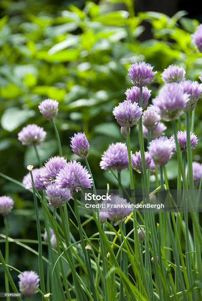 Blühender Schnittlauch - Lizenzfrei Kulturpflanze Stock-Foto