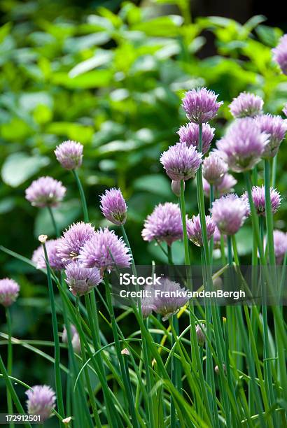 Blühender Schnittlauch Stockfoto und mehr Bilder von Kulturpflanze - Kulturpflanze, Schnittlauch, Wachstum