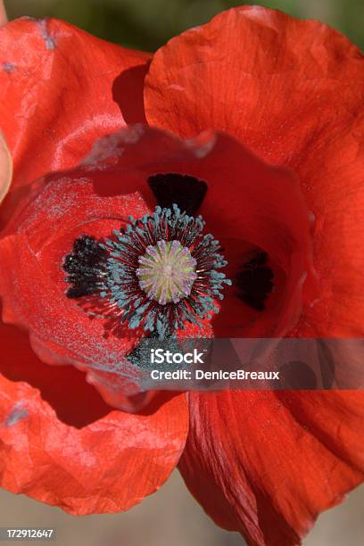 Polline Di Papavero - Fotografie stock e altre immagini di Ambientazione esterna - Ambientazione esterna, Arancione, Capolino