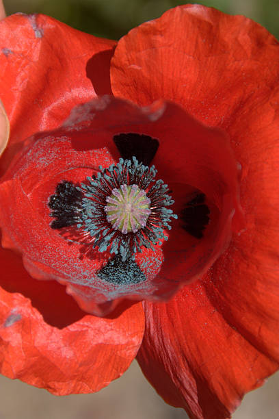 pólen de papoula - oriental poppy flower head lace poppy - fotografias e filmes do acervo