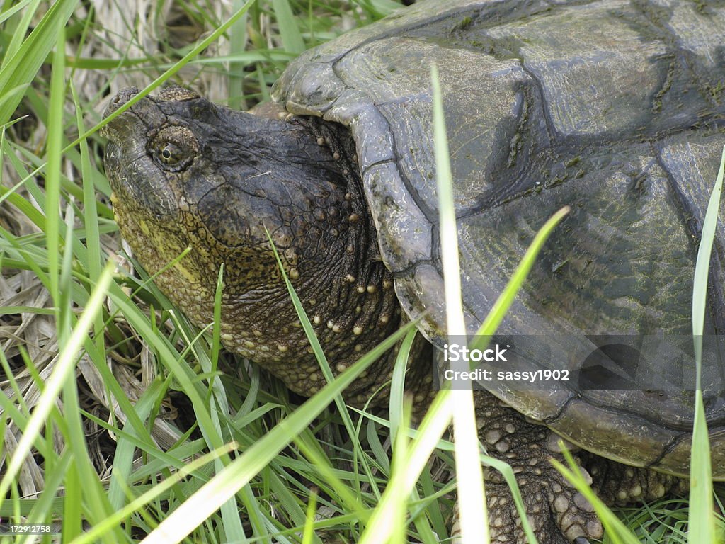 Turtle Large Snapping Reptile A close up of a large snapping turtle in the grass. Alertness Stock Photo